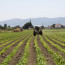Emergenza Covid-19, Cia: “L’agricoltura, anche se è crisi, non si ferma”